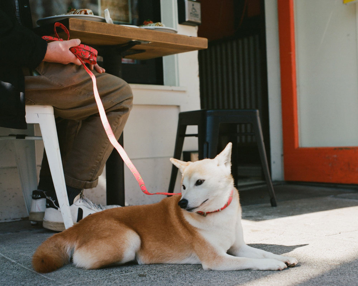 Dog in a watermelon collar and leash outside a cafe